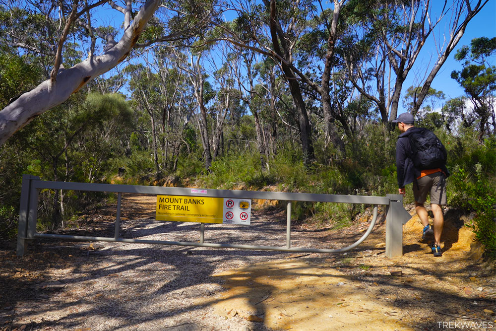The start of Mount Banks Fire Trail