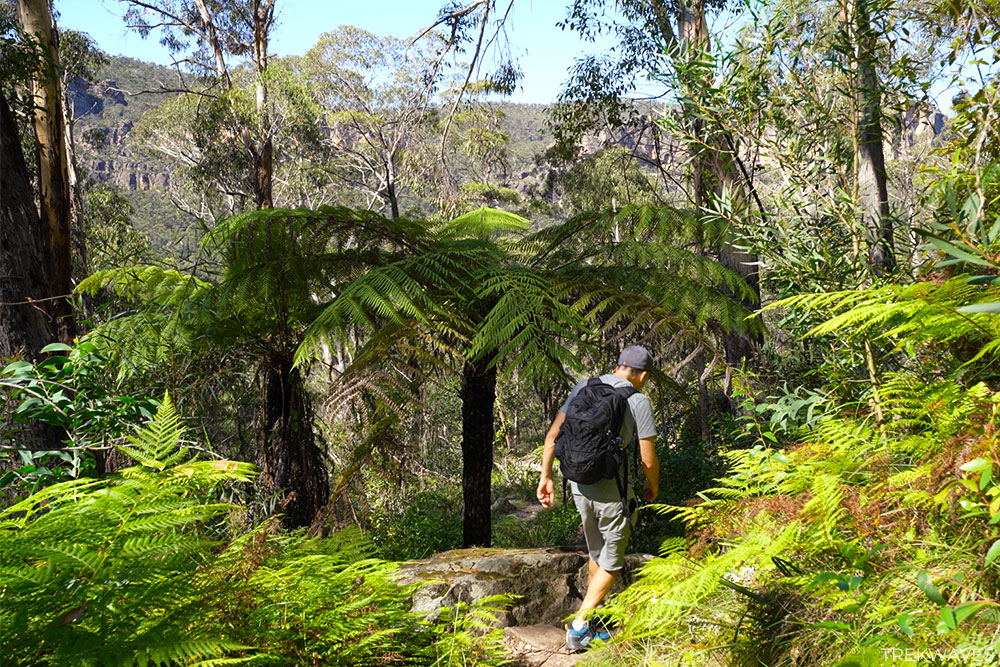 victoria falls track lush section