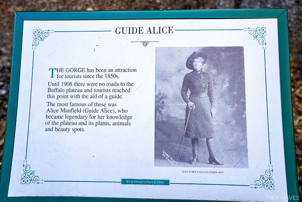 guide alice manfield gorge heritage walk