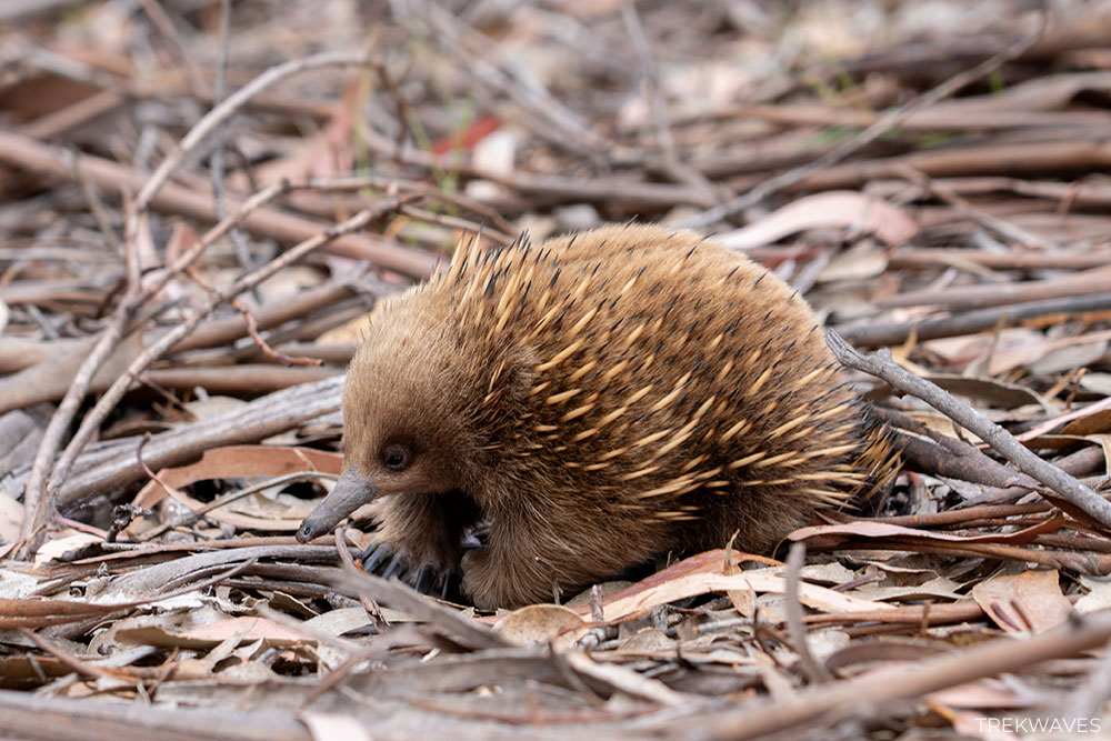 echidna bruny island