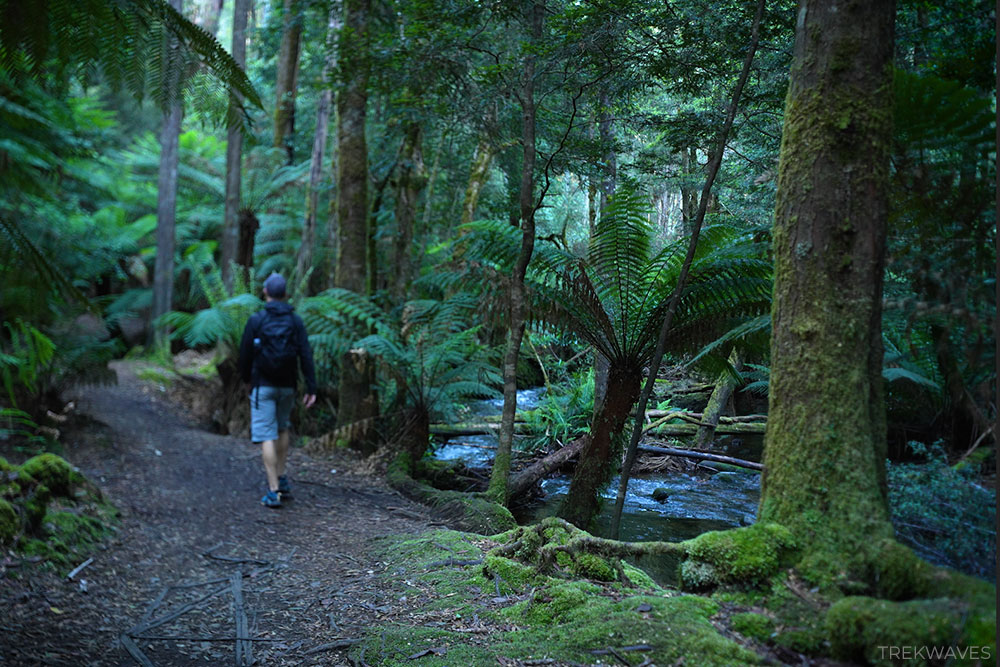 lady barron creek trail mt field national park tasmania