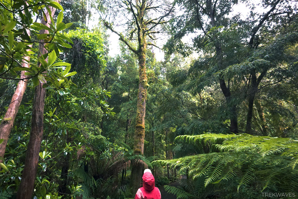 nelson falls hike tasmania