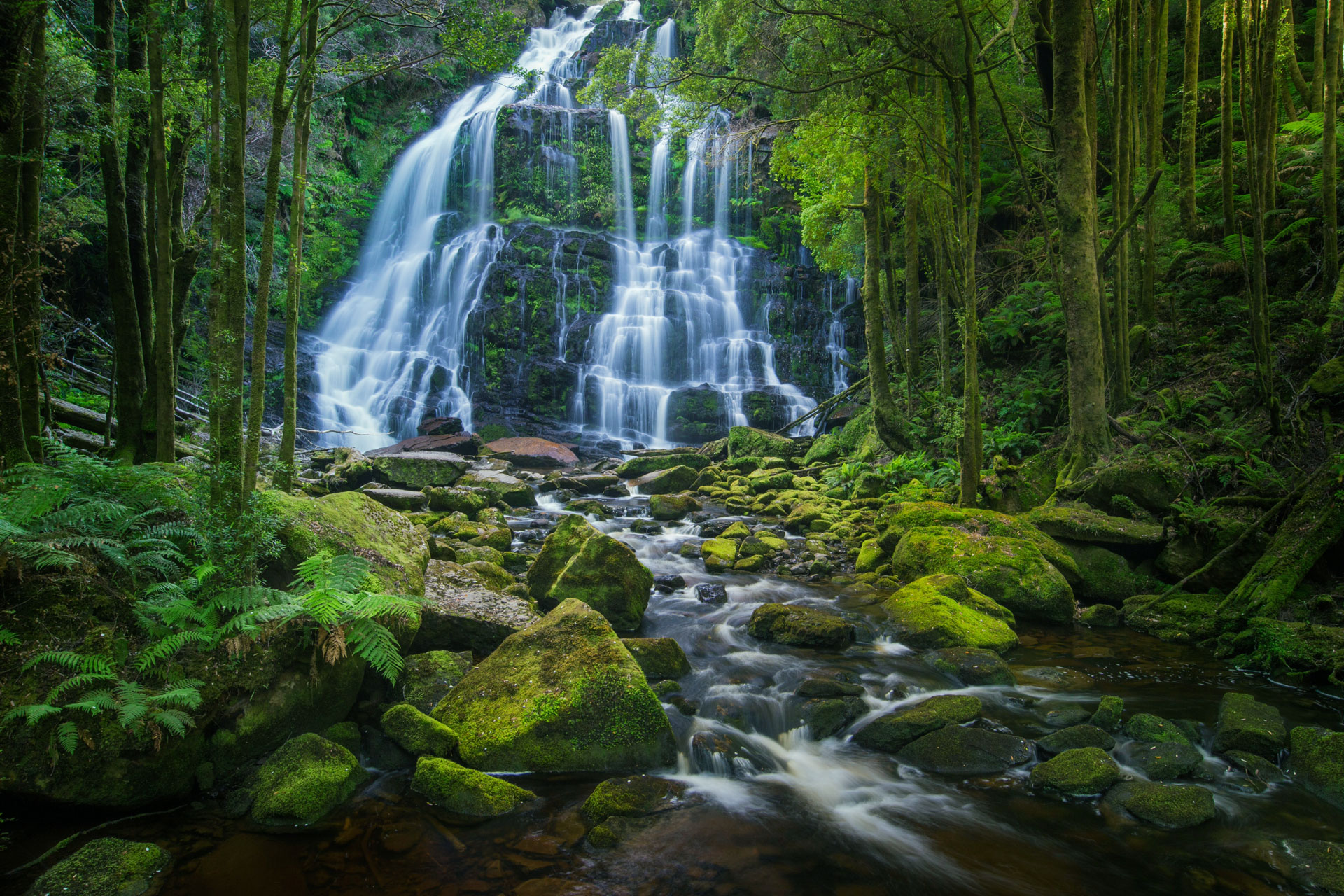 Nelson Falls Rainforest Walk Guide in Tasmania