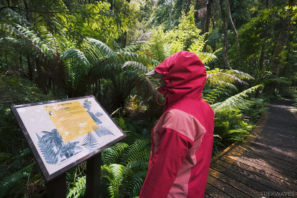 nelson falls walk tasmania