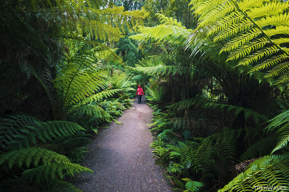 nelson falls walk tasmania