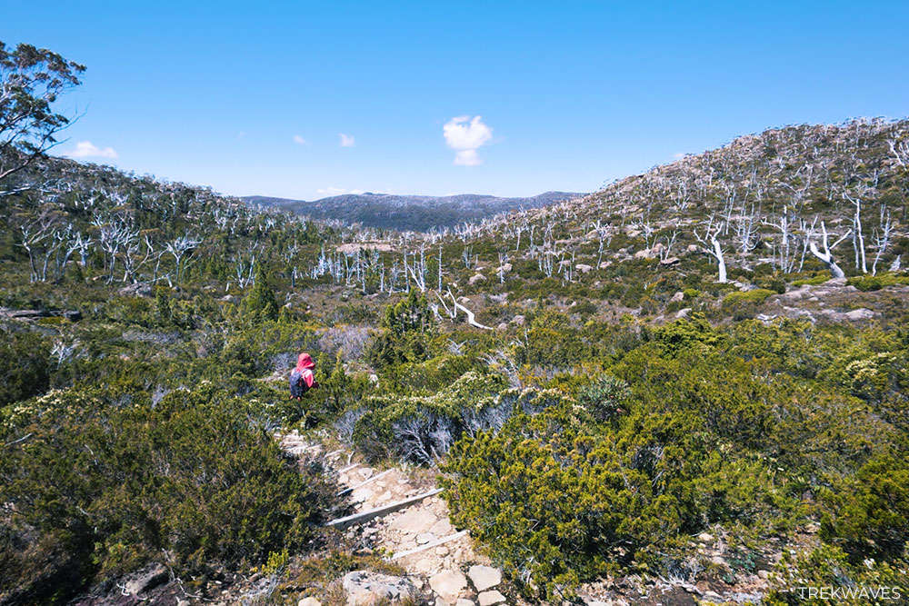 newdegate track mt field national park