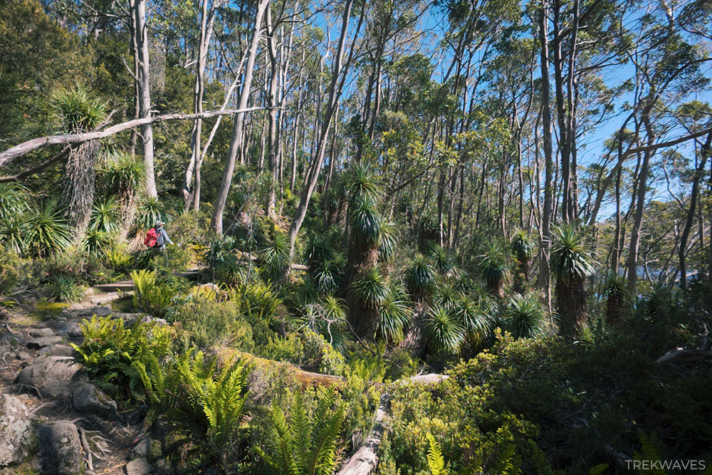 pandani at mount field national park