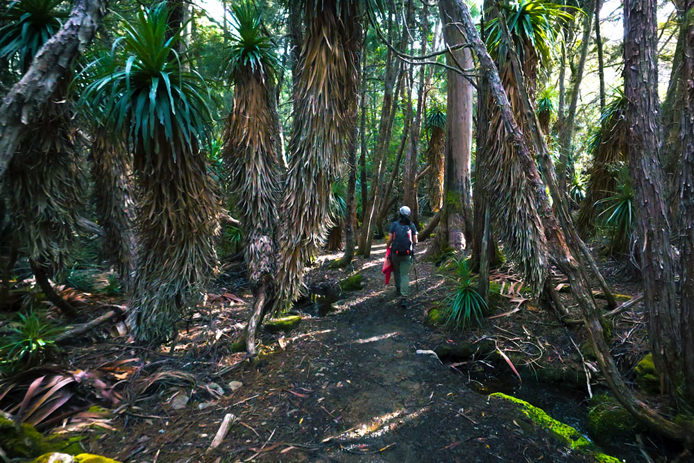 pandani grove walk mt field national park