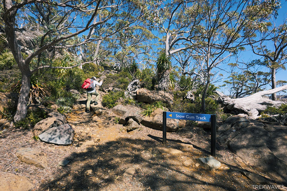 snow gum track mt field national park