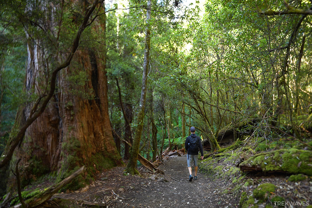 tall trees walk mount field national park tasmania