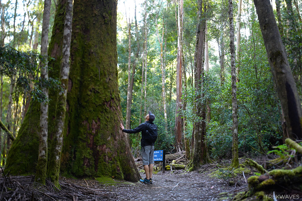 tall trees walk mt field national park tasmania