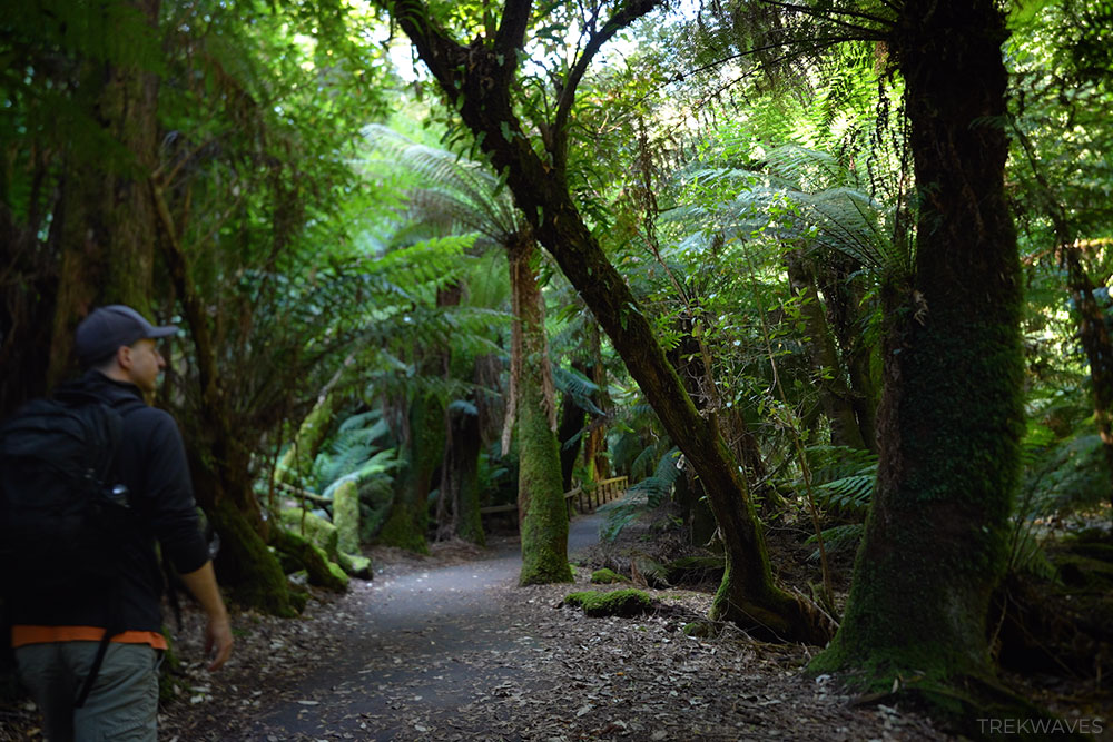 trail to russell falls mt field national park tasmania