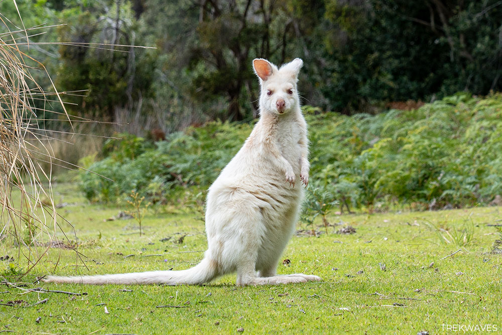 white wallaby bruny island tasmania