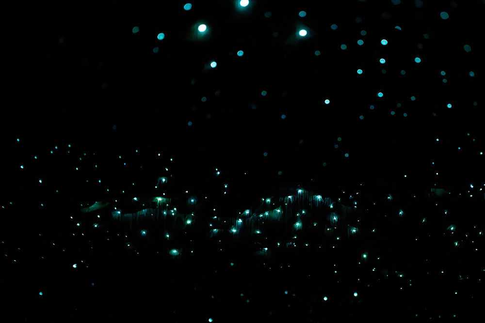 glow worms new zealand