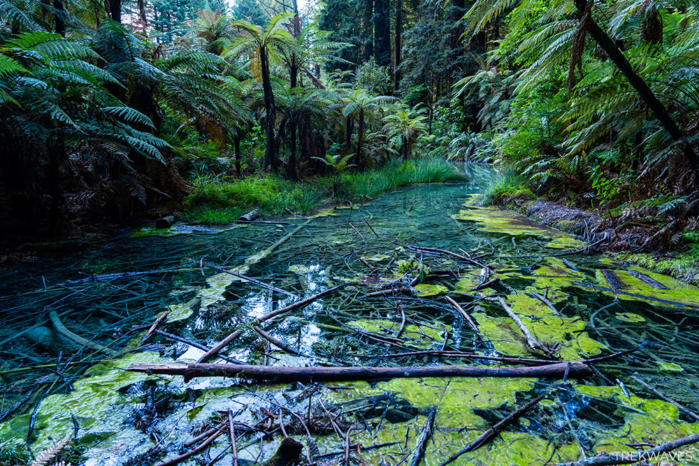 redwood walk rotorua
