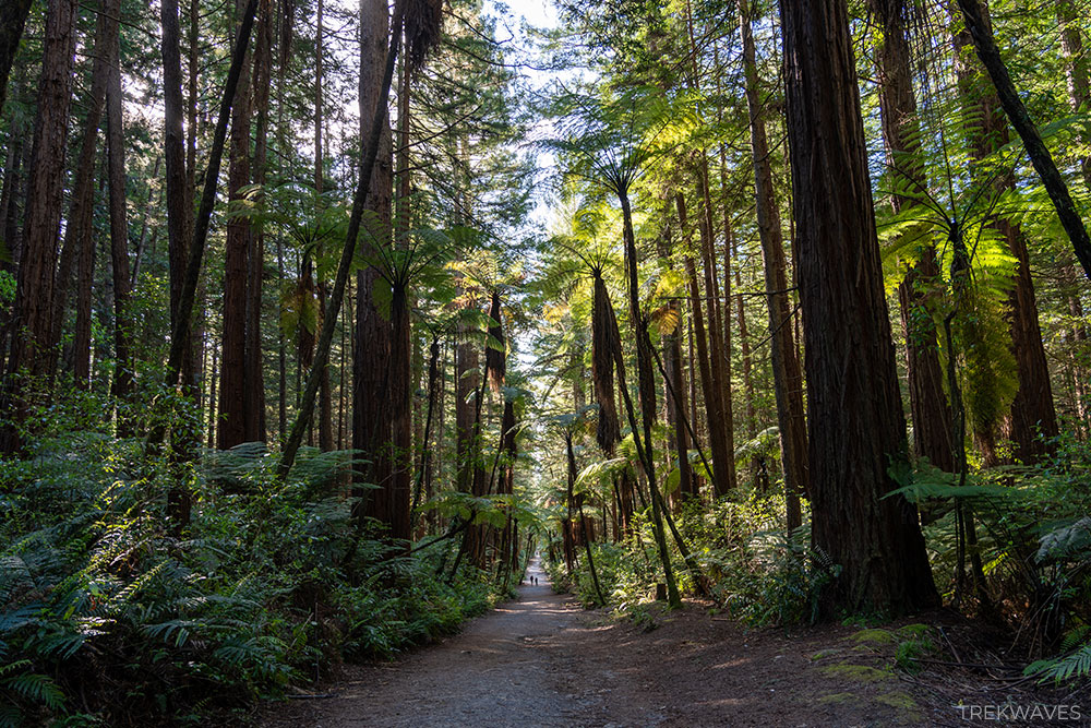redwwods forest rotorua new zealand