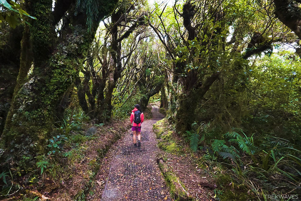 kamahi goblin forest taranaki egmont national park