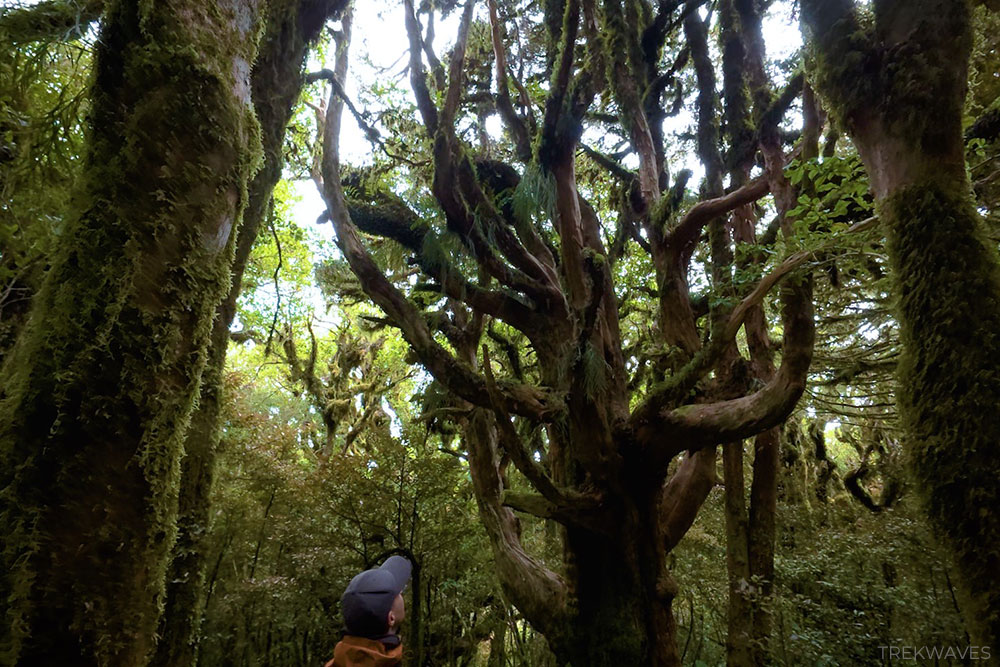 kamahi trees goblin forest taranaki egmont nz
