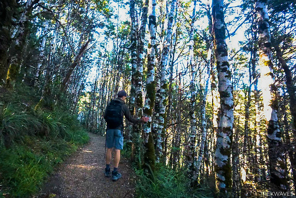 mountain beech trees waitonga falls walk tongariro