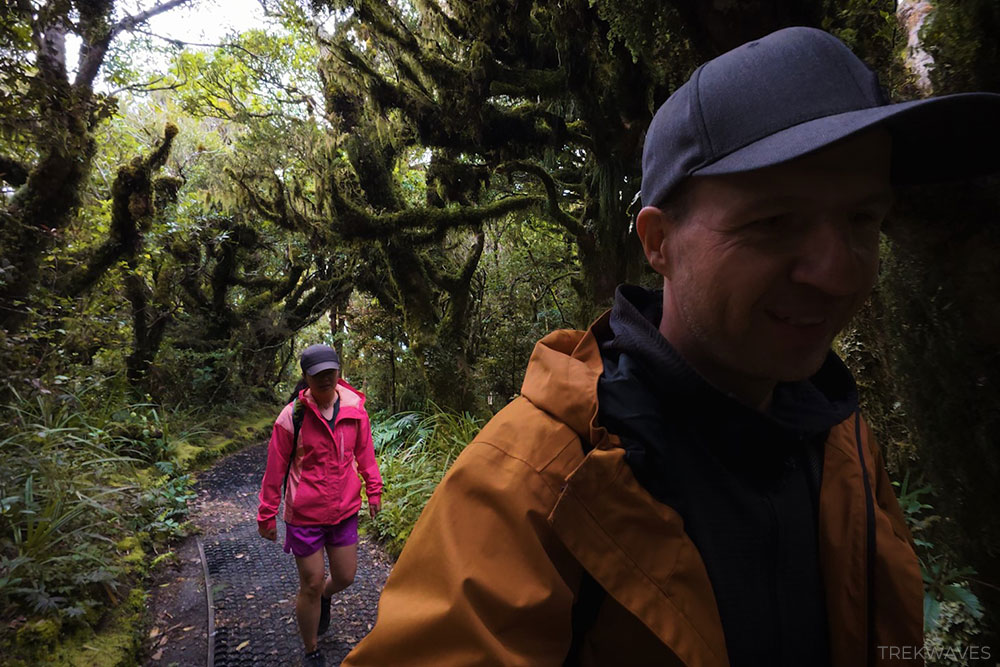 taranaki goblin forest kamahi trees
