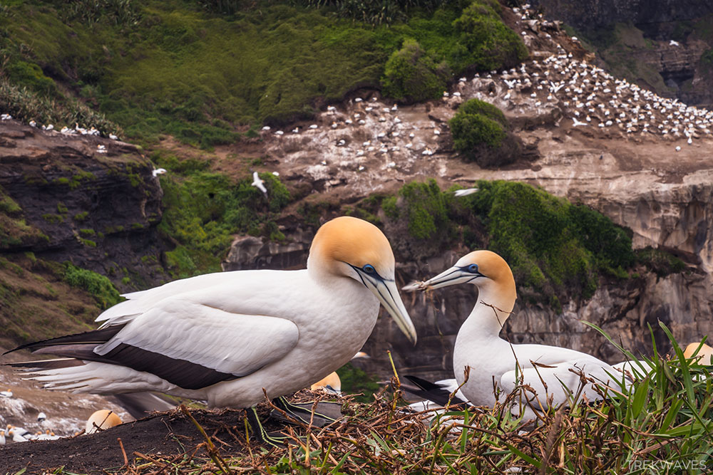 gannets at muriwai beach new zealand