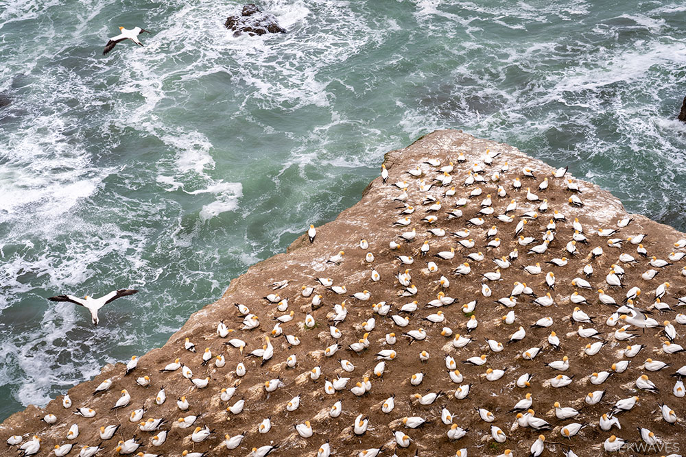 muriwai gannet colony new zealand